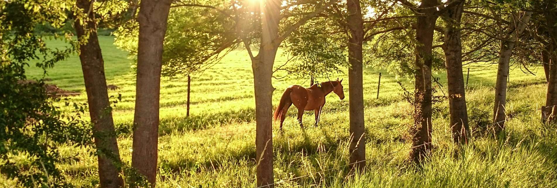 balades a cheval dans la drome